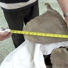 Del total de aletas 27,6 toneladas fueron encontradas la semana pasada en una misma compañía, durante un operativo en el estado de Santa Catarina