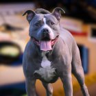 El ataque de un perro a un niño de 2 años ocurrió en San Juan de Calderón, norte de Quito, el sábado 24 de junio de 2023.