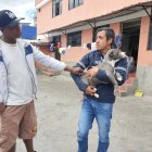 Los perritos, incluido el pitbull, fueron retirados del lugar.