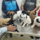 Estos perros fueron rescatados  cuando estaban a punto de ser comercializados como mascotas en el sur de Quito.