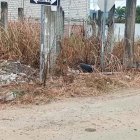 Los restos humanos fueron encontrados entre matorrales.