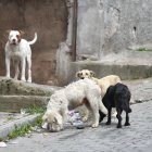 Los canes que permanecen en la calle pueden formar manadas agresivas.