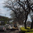 Sitio. Algunos árboles lucen sin hojas y otros han sido podados.