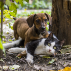 Los perros y los gatos son las mascotas favoritas de los hogares.
