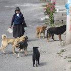 Los canes de María Quiligana la acompañan a donde camina. No sabe de l registro de mascotas.