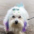 Aunque hay quienes defienden la práctica, hay otros que piden respeto para las mascotas al advertir que no son juguetes.