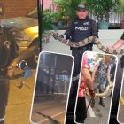 En los últimos 15 días se han reportado al menos cinco avistamientos de serpientes en la urbe.