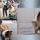 Convertirse en un perro y salir caminar fue el sueño de Toco desde niño.