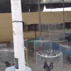 Gallos de pelea fueron hallados al interior de la cárcel Regional 8.