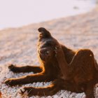 Puedes preparar remedios a base de neem, vinagre o manzanilla para liberar a tus mascotas de los parásitos.