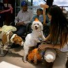 Hospital de mascotas