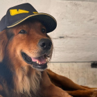 Tommy enamora a todos quienes pasan por Los Ceibos.