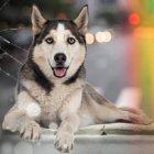 Hecho. Husky perdió la vida tras ser atropellado por un conductor imprudente y piden a las autoridades más compromiso por los derechos de los animales
