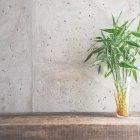 Además de ser elegante y resistente, sus brotes tiernos sirven para el consumo humano.