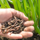 Las lombrices de tierra contribuyen a la producción de alimentos.