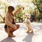 Si el perro no cumple con tus órdenes no lo agredas, la paciencia y predisposición son las claves para el entrenamiento.