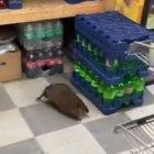 Rata gigante aparece dentro de local cerca de bebidas y alimentos.