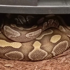 Varios reptiles se recuperaron en el operativo.