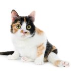 El 99% de los gatos de tres colores son hembras.