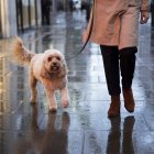 Entre las enfermedades que traen las lluvias y los cambios bruscos de clima, están las de la piel y las respiratorias.