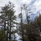 Los árboles del centro histórico están en proceso de rejuvenecimiento