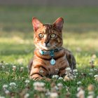 Este collar te salvará la vida a tu gato, en caso de quedar atrapado.