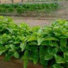 Las hojas de hierbabuena son usadas como repelente contra insectos y para calmar dolores, entre otros usos.