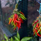 En Ecuador existen alrededor de 96 tipos de ajíes