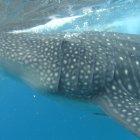 El tiburón ballena se alimenta de plancton y pequeños peces