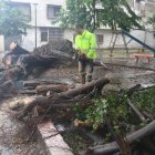 En un parque de las orquídeas un árbol se cayó por la fuerte lluvia