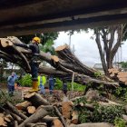 En Guayacanes cayó un árbol grande.