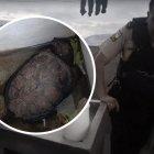 El animal silvestre continuaba con vida cuando la rescataron.