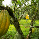El cacao ha subido de precio debido a la escasez en los principales productores.