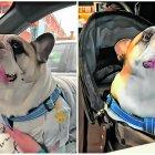 Capturas de pantalla de dos videos donde el perro está conversando.