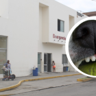 El perro atacó al niño cuando él y otros estaban jugando.