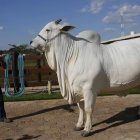 La vaca fue subasta por cuatro millones de doláres