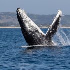 Ballena jorobada.