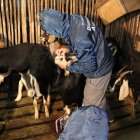 Veterinarios de la Unidad de Bienestar Animal determinaron que no estaban en buenas condiciones