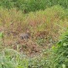 El cadáver  estaba en un terreno baldío, ya en descomposición.