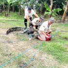 Así se dio la captura del reptil.