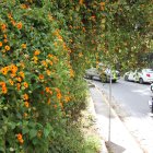 En sitios como la avenida Conquistadores la planta se ha tomado gran parte de las fachadas, árboles y la quebrada.