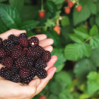 Incorporar la mora en tu dieta diaria es sencillo y puede aportar numerosos beneficios para la salud.