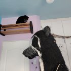 El pequeño oso muestra su agresividad por momentos, algo normal pues no está en su hábitat.