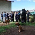 Algunos de los perros rescatados tenían heridas en su cuerpo.