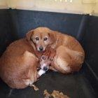 Las perritas son hermanas y estaban bajo la custodia de un adulto mayor.