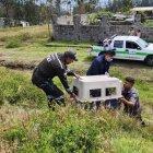 Personal especializado acudió al sitio del suceso, en Conocoto, para retirar el animal.