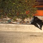 Las ratas han cavado túneles a lo largo de la peatonal y así se pasean a sus anchas por toda la avenida.