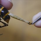 Así sacó a los gusanos del abdomen del avispón.