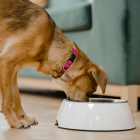 Tendencia. Según un estudio de Ecuador, seis de cada diez hogares tienen al menos una mascota.