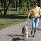 Un perro disfrutando de un paseo al aire libre con su dueño.